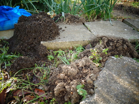 モグラのボタ山
