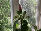 もう一鉢の蕾