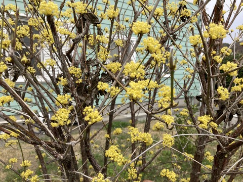 サンシュウユ満開