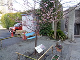 伊東小室桜
