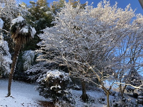 紅葉も雪化粧