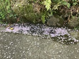 池の横に