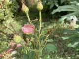 ミニバラ