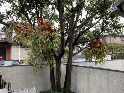 ビカクシダ