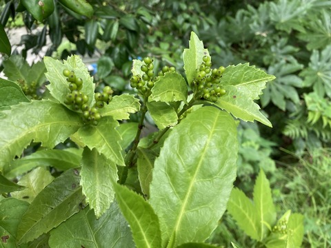 千両が冬場の準備中