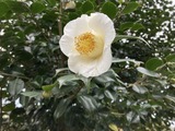 白い椿
