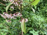 マンリョウン花