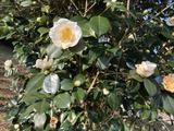 白椿に朝陽が当たる