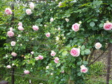 薔薇シリーズ