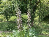 アカンサスの花