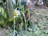 水仙が咲きだした。