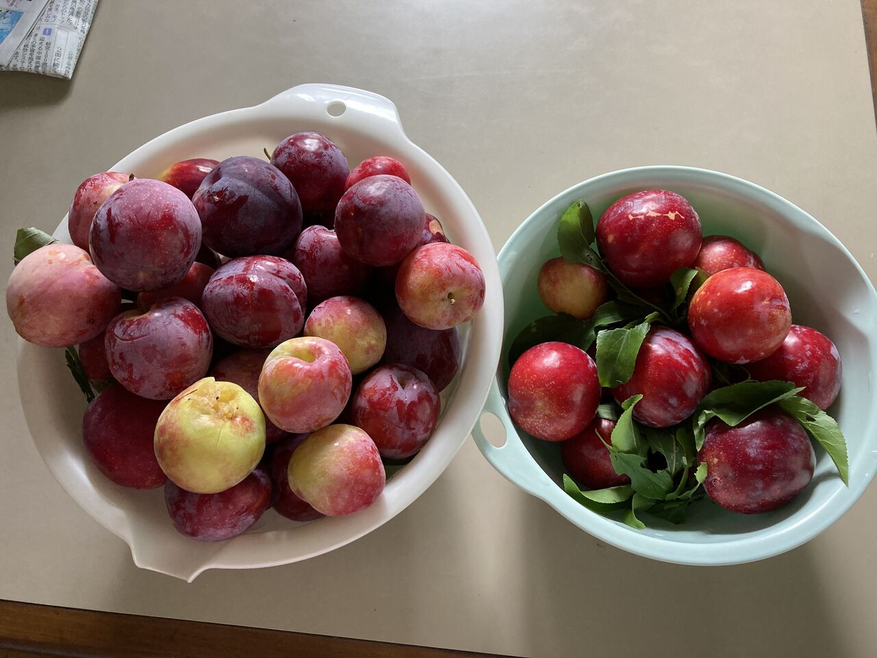 プラムサンタローザ やっちゃんの珈琲たいむ