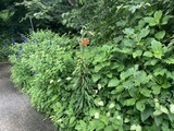 ブルーセージで庭園灯が隠れる