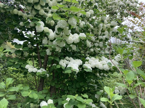 オオデマリが白く