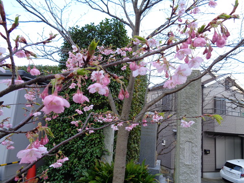 伊東小室桜