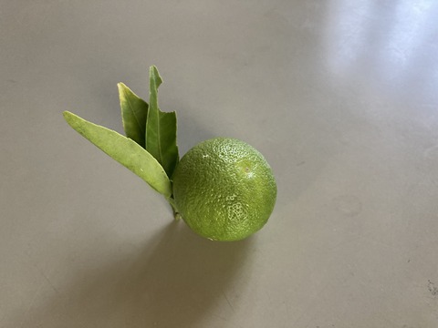 スダチを収穫