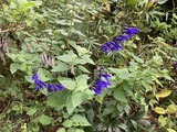 何度も花が咲く