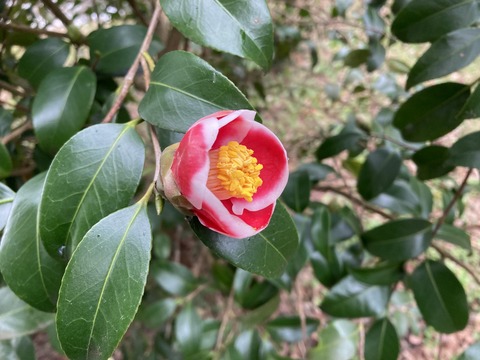 今年の「玉之浦」第1号