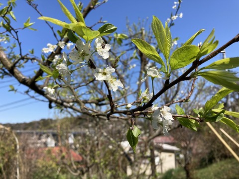 プラムの花