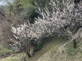 梅の花が見ごろ