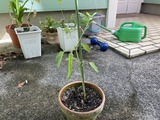 韓国唐辛子
