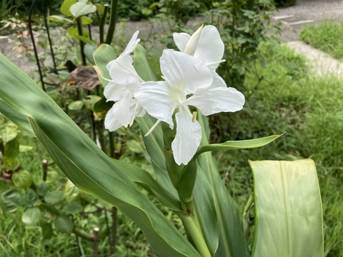 ジンジャーの花開く