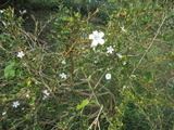 白丁花