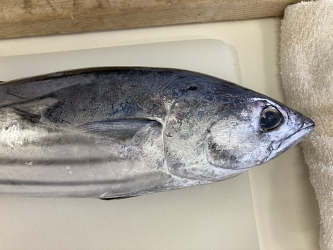 カツオのウロコ