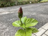 外に出して消毒