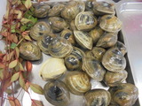 三浦半島では「沖あさり」