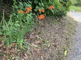 ヒメヒオウギズイセン