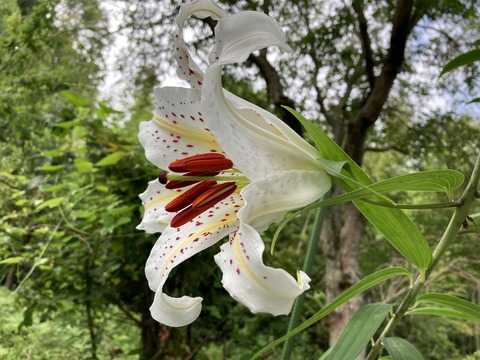 山百合