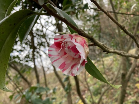 今年初めての絞りの椿