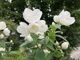 バイカウツギ