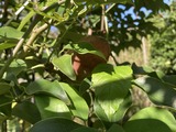 ムベが色づいて