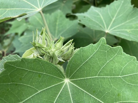 酔芙蓉の蕾