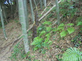 竹の子が出た