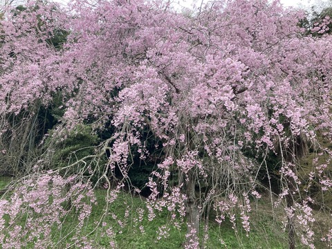 満開の江戸枝垂れ彼岸桜