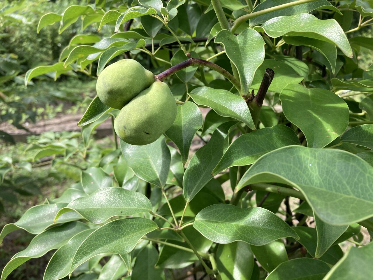 ムベがたわわに やっちゃんの珈琲たいむ