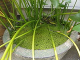 メダカ鉢の水面にはウキグサがびっしり