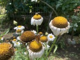 蝶や虫たちが集まる