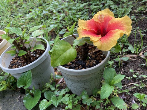 黄色と赤のハイビスカス
