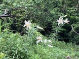 開花準備中