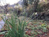 八重の水仙