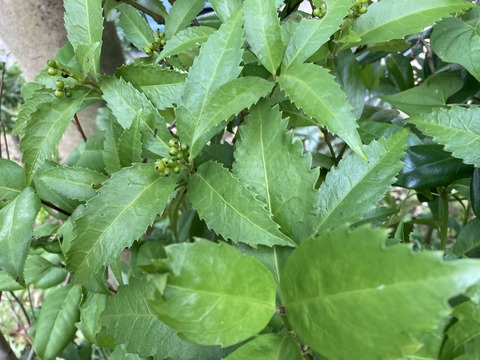 千両のグリーンの実