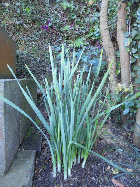 水仙が元気よく
