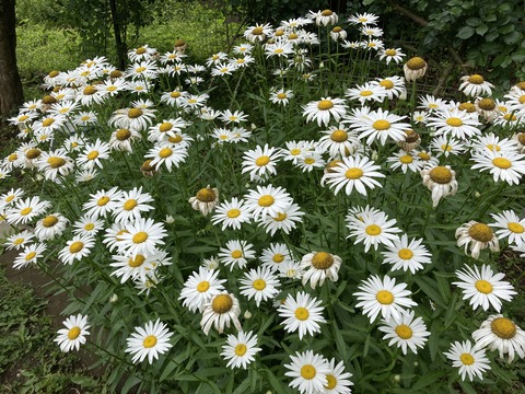 ピークを過ぎて