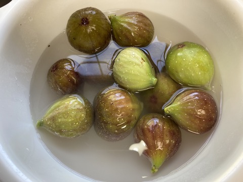 イチジクを収穫