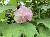 酔芙蓉の夕方