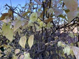 花が咲く